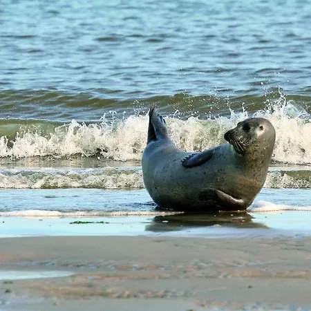 Gud Jard Nr 38 - Design-ferienhaus Mit Exklusiver Ausstattung Dom wakacyjny Pellworm